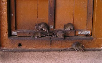 Campagne de dératisation par la société France Hygiène Service